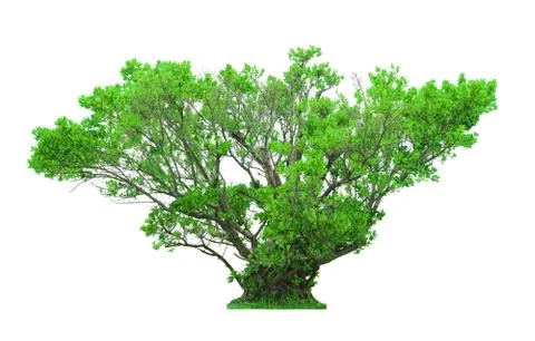 Tree on white background Stock Photos