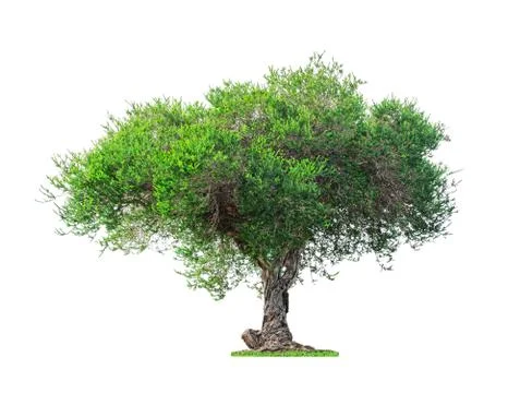 Tree on white background Stock Photos
