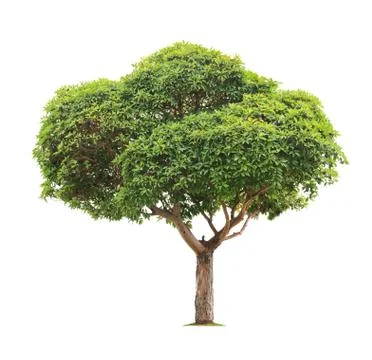 Tree on white background 스톡 사진
