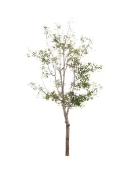 Tree on white background. Stock Photos