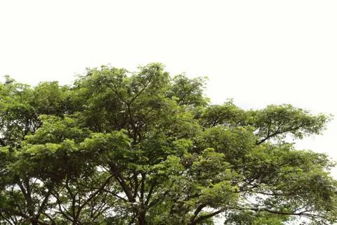 Tree on a white background. Stock Photos