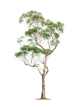 Tree on white background Fotos Stock