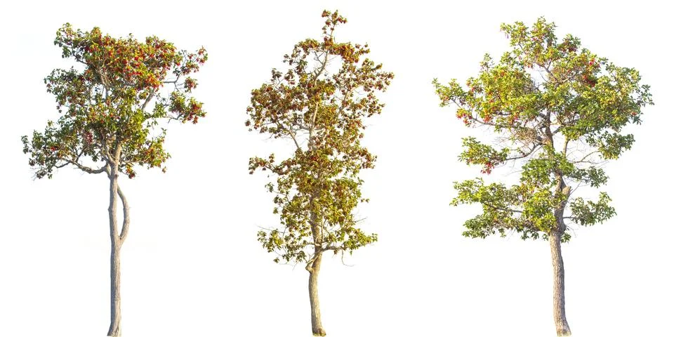 Tree on white background Stock Photos