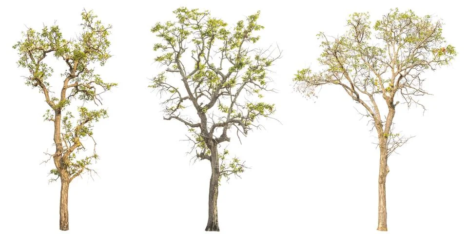 Tree on white background Stock Photos