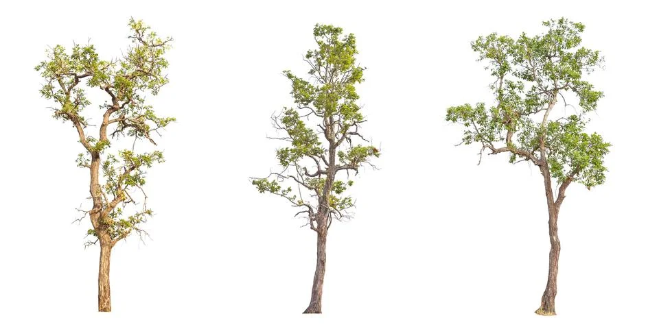 Tree on white background Stock Photos