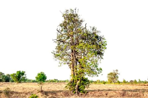 Tree on white background 写真素材