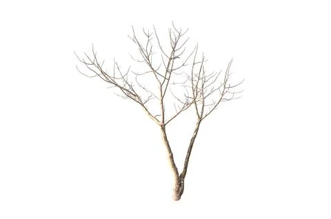 Tree on white background Foto stock