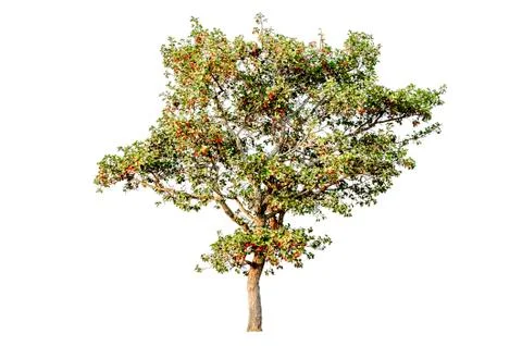 Tree on white background Foto stock