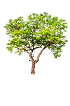 Tree on white background Stock-Fotos