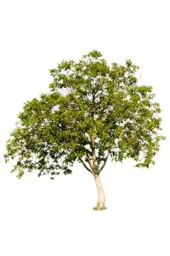 Tree on a white background Stock Photos