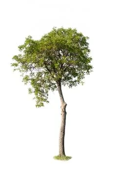 Tree on a white background Stock Photos