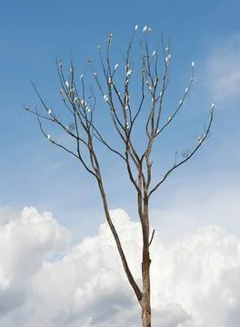 Tree on white background Single old and dead tree with white parrots on th... Stock Photos