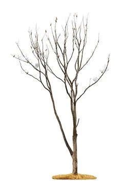 Tree on white background Single old and dead tree with white parrots on th... Stock Photos