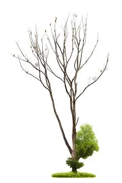 Tree on white background Single old and dead tree and young shoot from one... Stock Photos