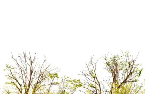 Tree in white backgrounds Stock Photos