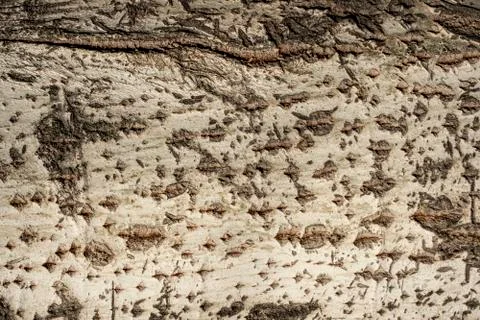 Tree white bark texture. Stock Photos