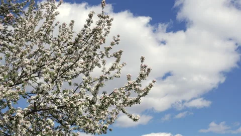 A tree with white blossoms is in front of a blue sky with clouds Video stock 308938330