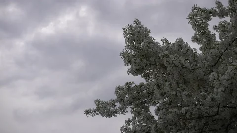 Tree With White Blossoms Swaying In Wind With Overcast Cloudy Sky Stock-Footage 153820107