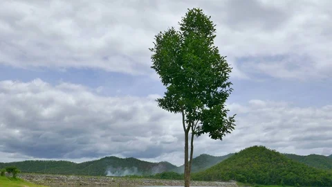 A tree with white clouds and a mountain backdrop. Stock Footage 91634272