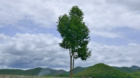 A tree with white clouds and a mountain backdrop. Stock Footage 91634503