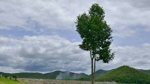 A tree with white clouds and a mountain backdrop. Stock Footage 91635432