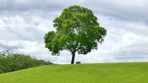 A tree with white clouds and a mountain backdrop. Stock Footage 93116604
