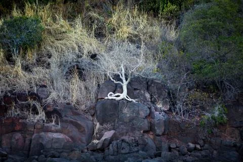 A tree with a white exposed roots grows on a cliff in Australia Stock Photos