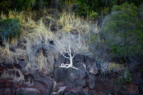 A tree with a white exposed roots grows on a cliff in Australia Stock Photos