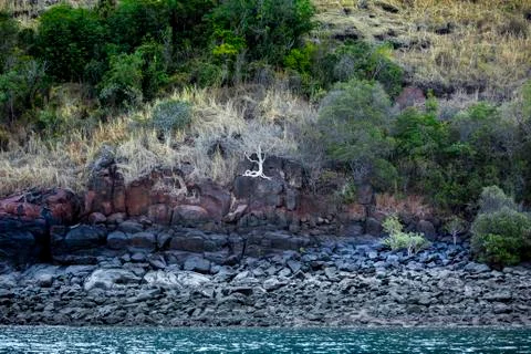 A tree with a white exposed roots grows on a cliff in Australia Stock Photos