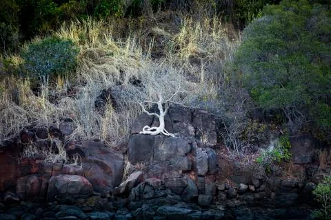 A tree with a white exposed roots grows on a cliff in Australia Stock Photos