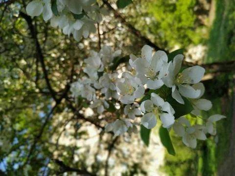 A tree with a white flower Foto stock