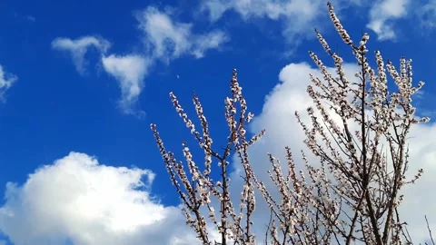 Tree with white flowers against a background of a bright blue sky with clouds. Stock Footage 269075866