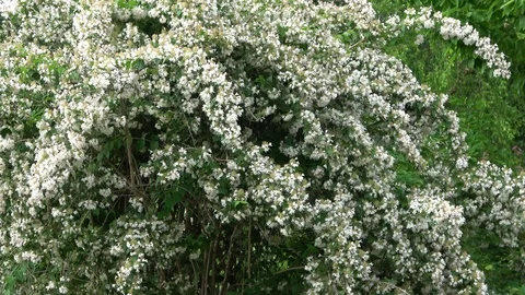 Tree with white flowers. Close view Video stock 93449974