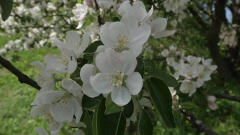 A tree with white flowers is in a field Stock Footage 308929969