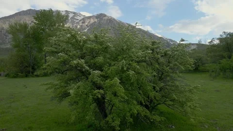 A tree with white flowers is in the foreground Stock Footage 328086608