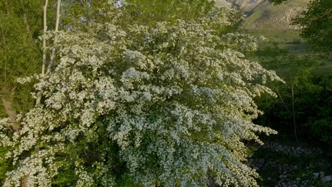 A tree with white flowers is in the foreground Stock Footage 328087379