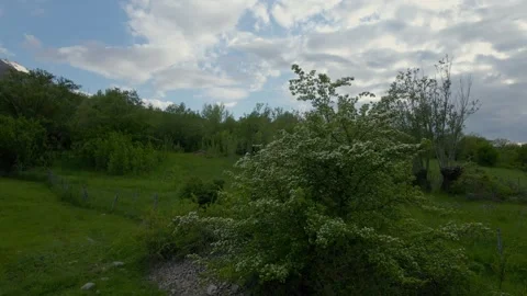 A tree with white flowers is in the foreground Stock Footage 328087576