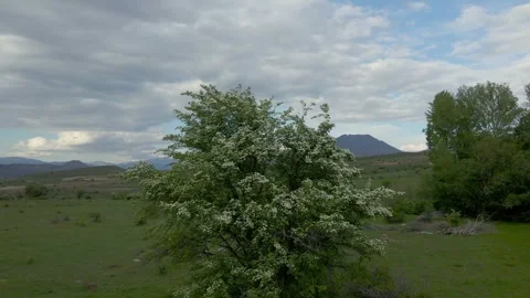 A tree with white flowers is in the foreground Stock Footage 328087910