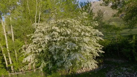 A tree with white flowers is in the foreground Stock Footage 328088335