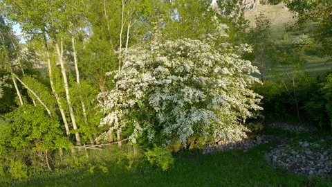A tree with white flowers is in the foreground Stock Footage 328088398