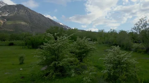 A tree with white flowers is in the foreground Stock Footage 328088456