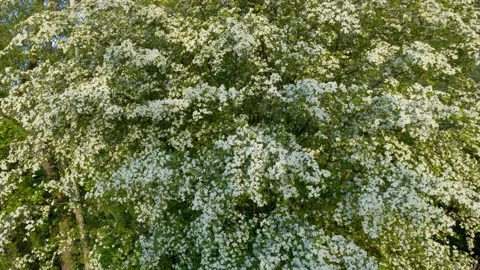 A tree with white flowers is in the foreground Stock Footage 328088686