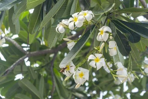 Tree with white flowers is in the foreground Stock Photos