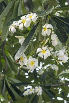 Tree with white flowers is in the foreground Stock Photos