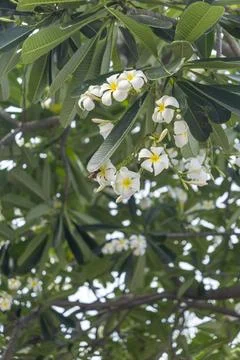 Tree with white flowers is in the foreground Stock-Fotos