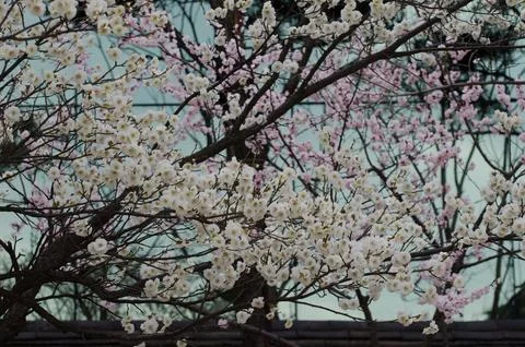 A tree with white flowers is in front of a building Stock Photos