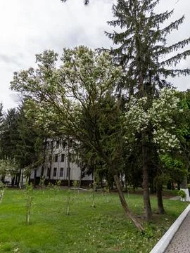 A tree with white flowers in front of a building Stock Photos