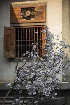 Tree with white flowers is in front of a window Stock Photos