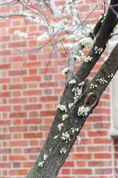 A tree with white flowers growing on it next to a brick wall Stock Photos