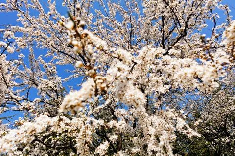Tree with white flowers Stock Photos